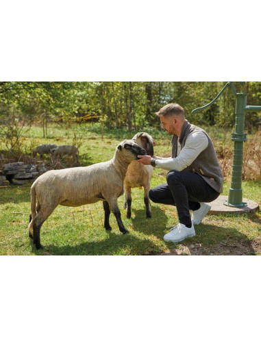 Ivanhoe NLS Sap FZ Nutmeg