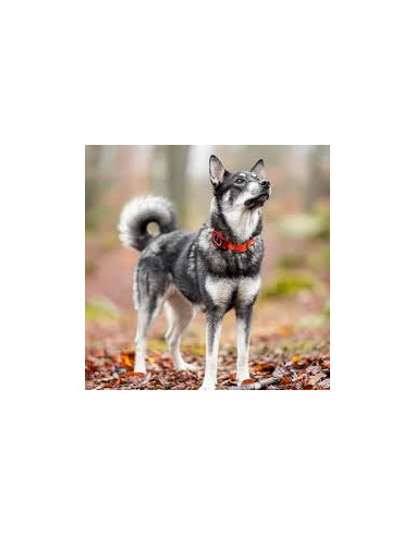 Hundpejl GPS Minifinder Rex  | Holmgrens Jakt och Fritid |