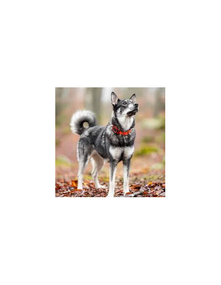 Hundpejl GPS Minifinder Rex  | Holmgrens Jakt och Fritid |