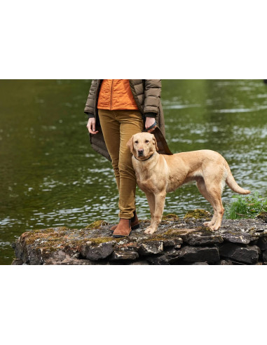 Dubarry Honeysuckle Harvest Gold