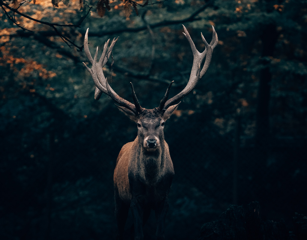 Hjort med stor krona, av Philipp Pilz
